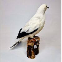 Opgezette Muskaatduif